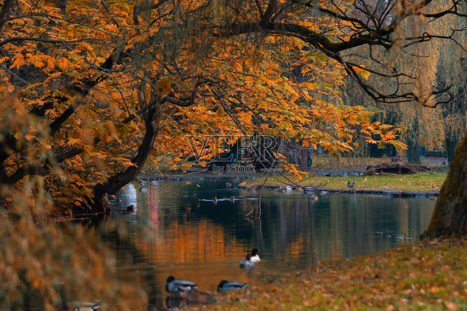 公园里美丽的秋晨照片摄影图片