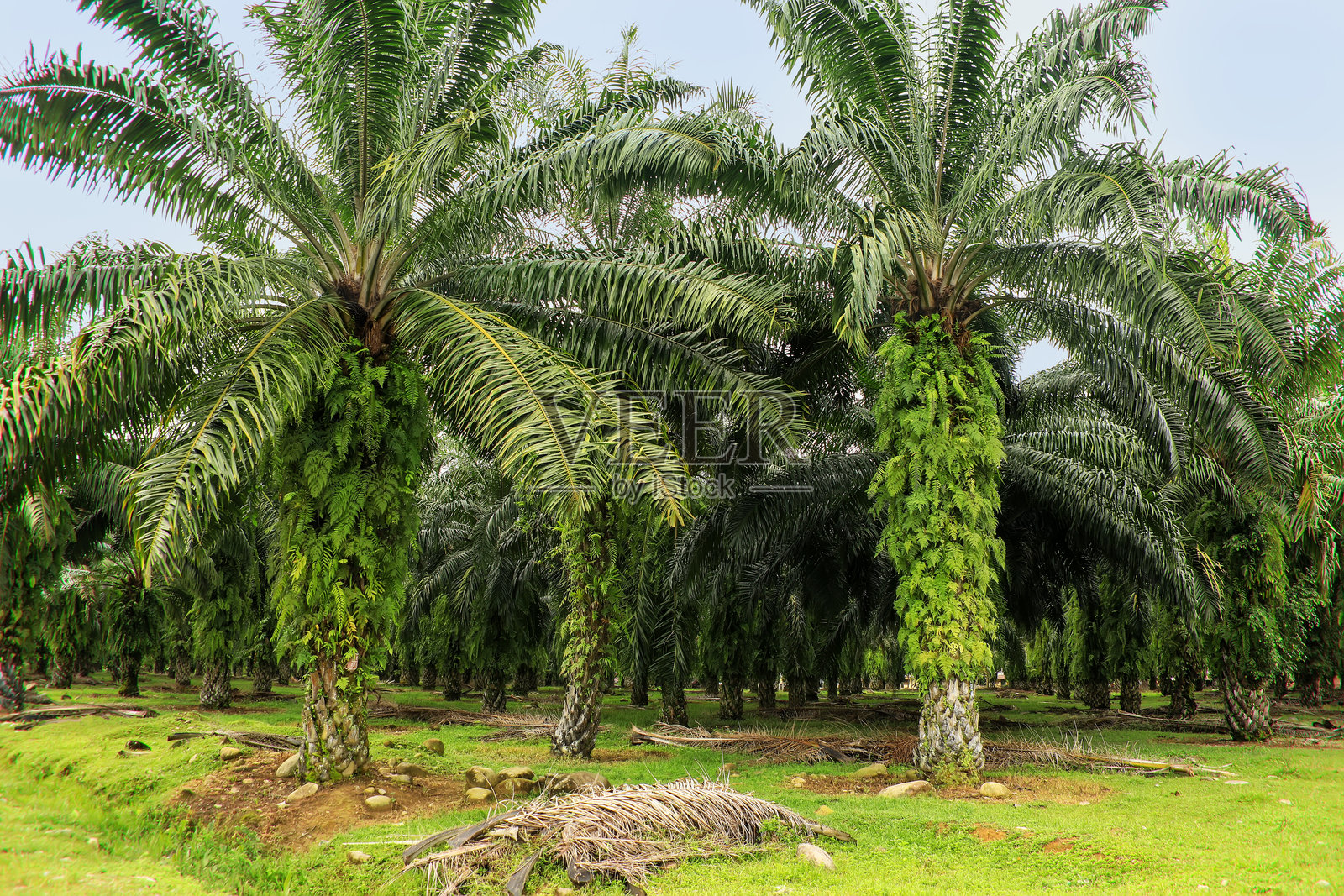 印度尼西亚北苏门答腊的棕榈油种植园照片摄影图片