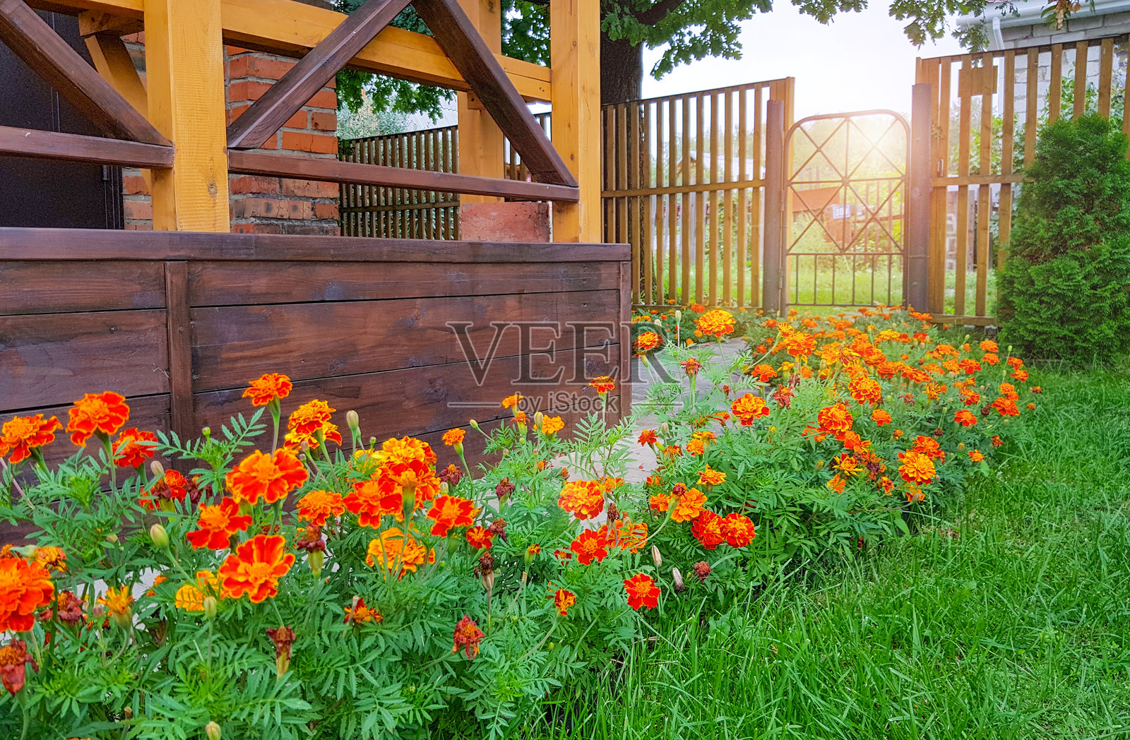 夏季花园中，木质花箱旁的小路上盛开着橙色万寿菊。照片摄影图片