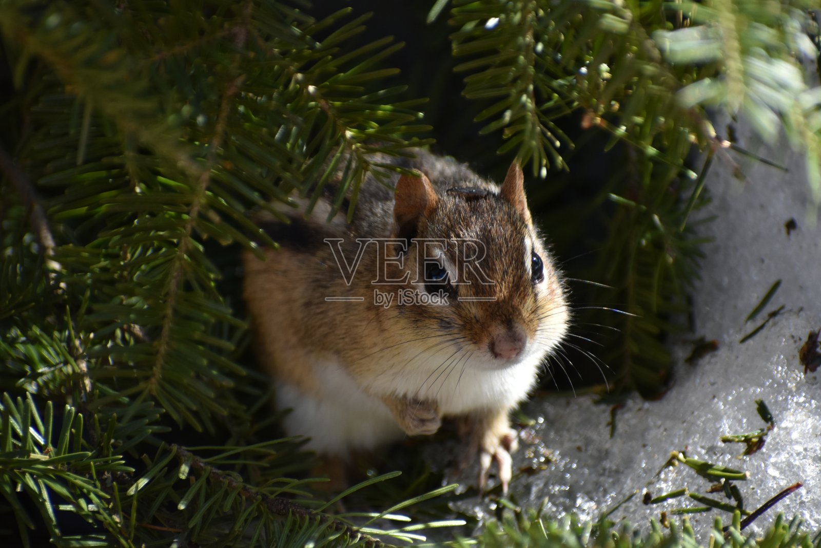 花园里的松鼠照片摄影图片