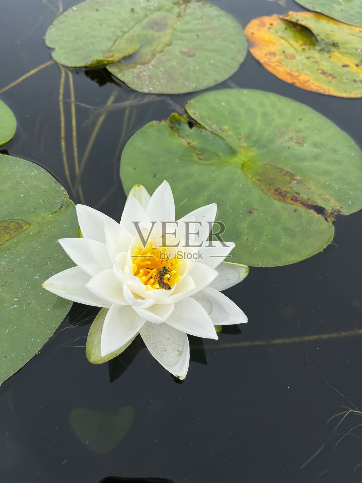 睡莲和荷花照片摄影图片