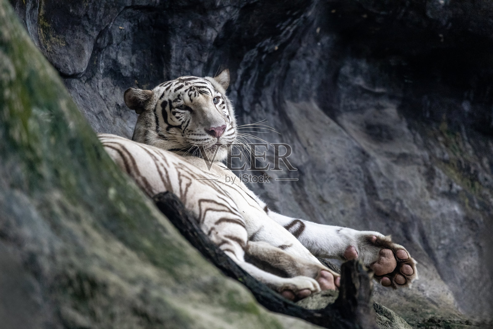 白虎在岩石山上闭目休息。照片摄影图片