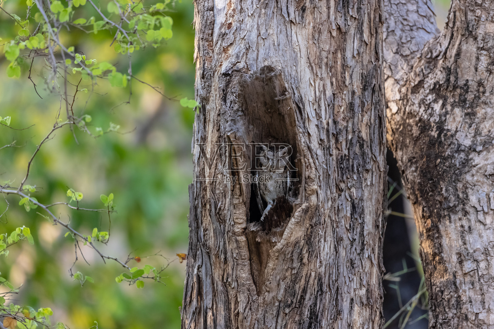小角鸮照片摄影图片