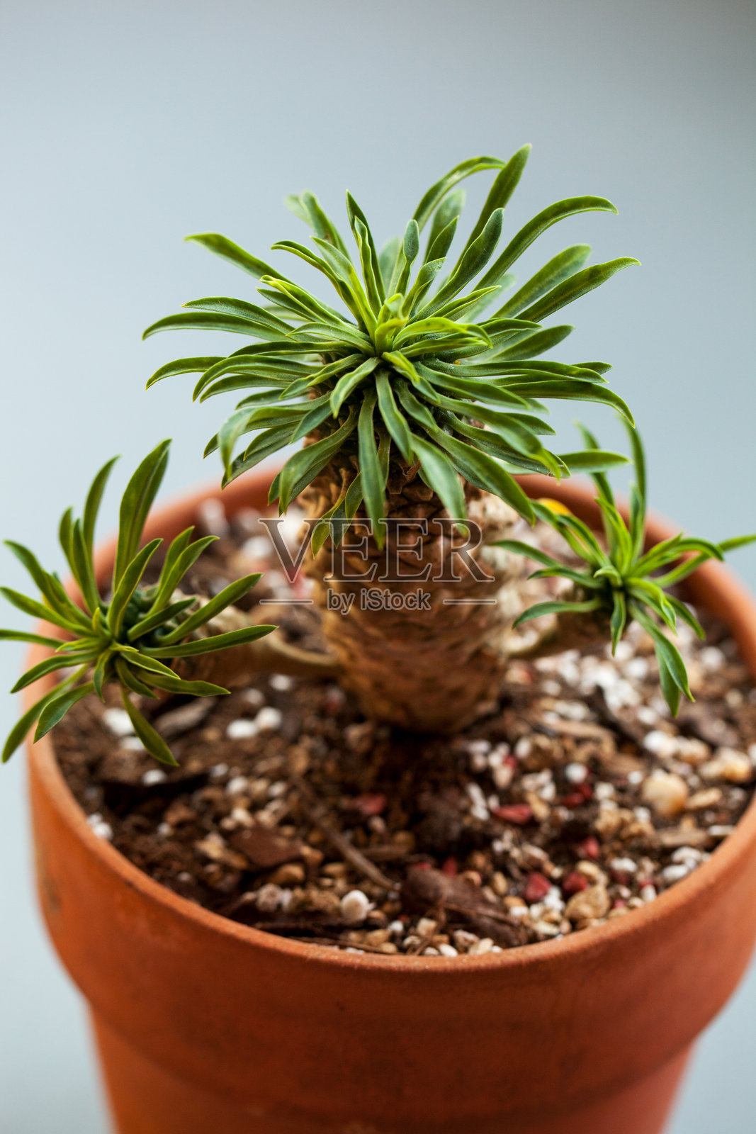 健康的多肉植物Euphorbia x sotetsukirin在陶土花盆中，背景明亮的垂直拍摄。照片摄影图片