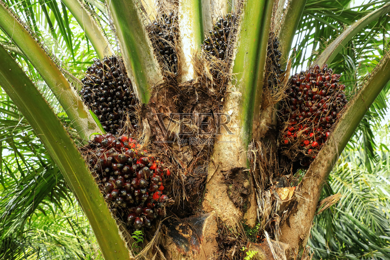 油棕树顶部特写，带有果实照片摄影图片