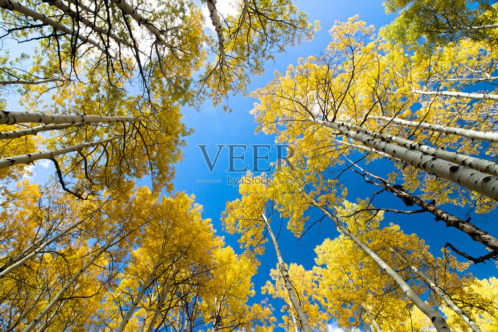 秋天的白杨林照片摄影图片