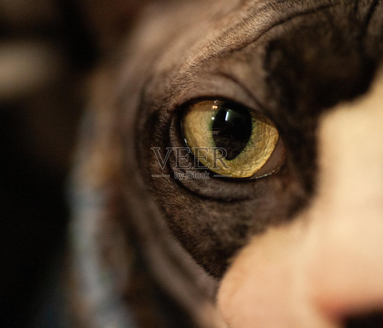 室内加拿大无毛猫眼睛的特写镜头照片摄影图片