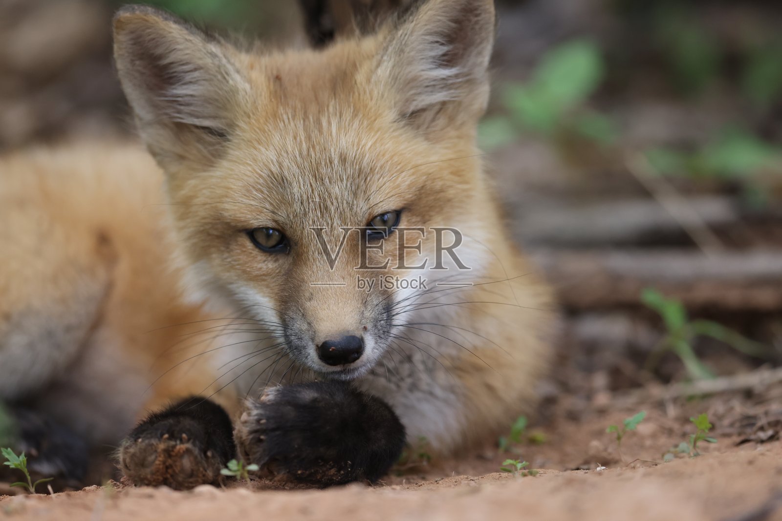 红狐幼崽照片摄影图片