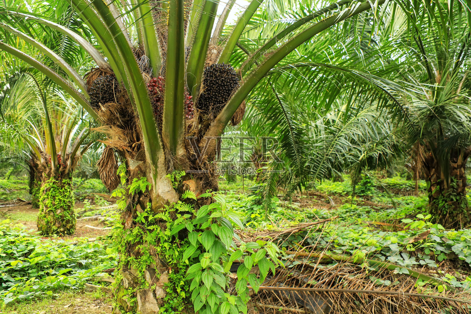 油棕树顶部特写，结满果实照片摄影图片