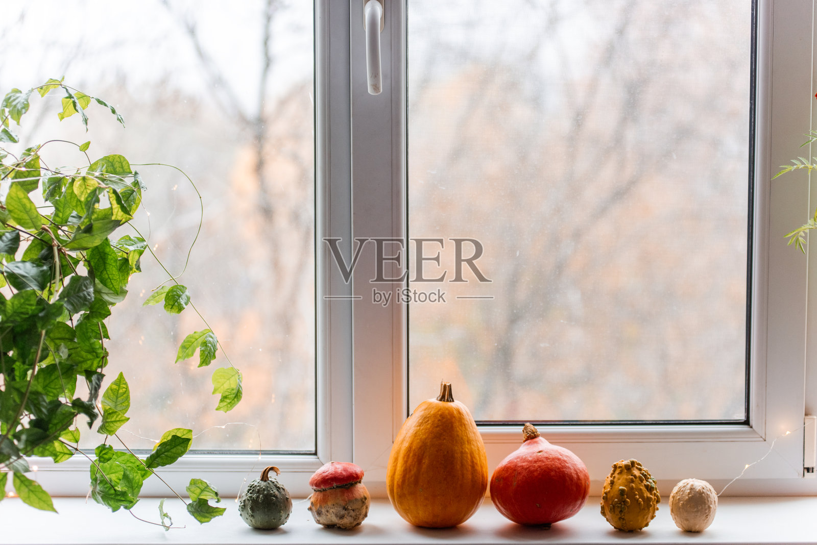 南瓜和葫芦装饰秋季节日的窗台照片摄影图片