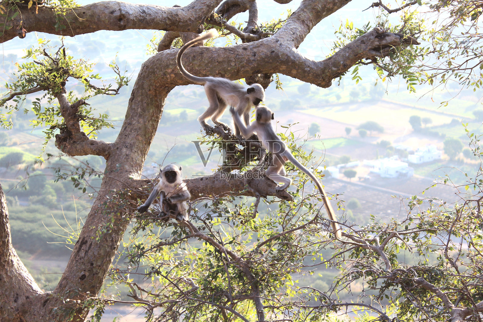 小猴子在树上玩耍照片摄影图片