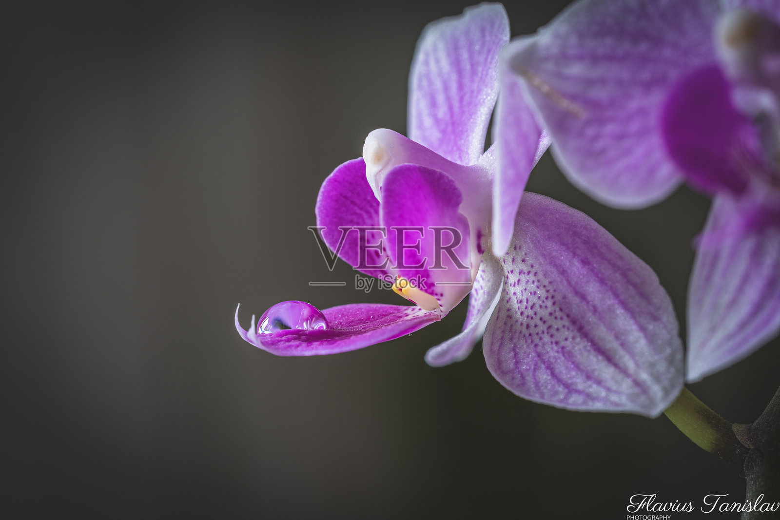 美丽的花朵照片摄影图片