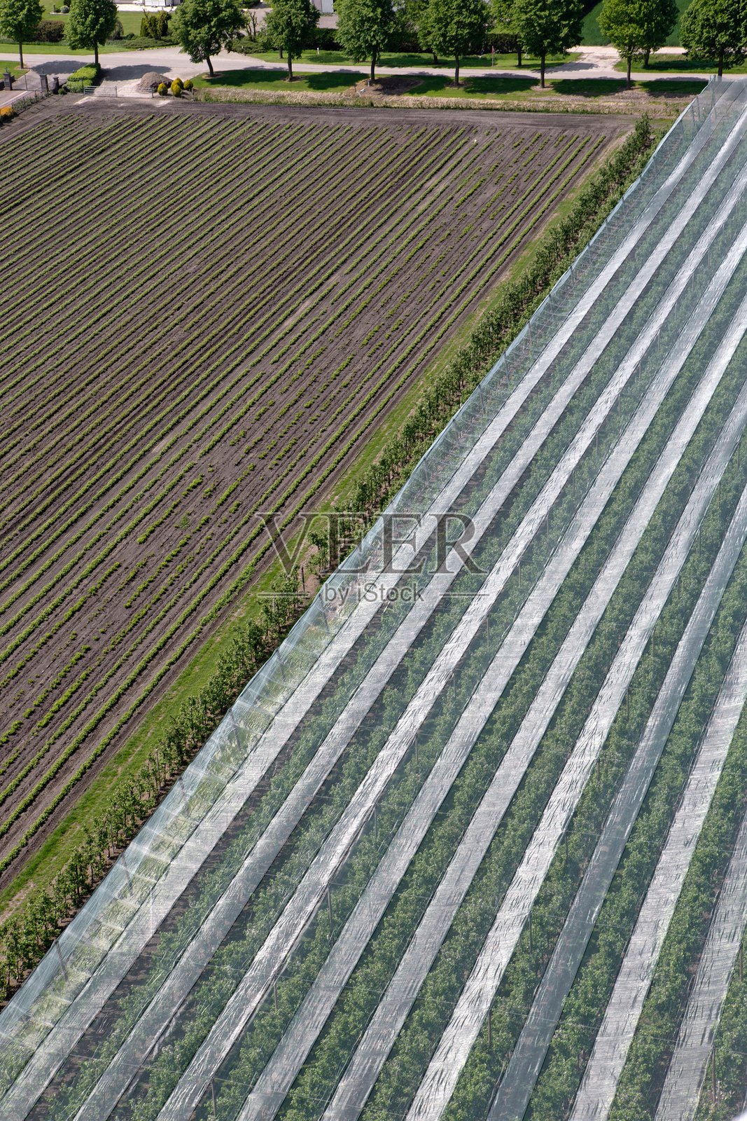 荷兰果园中的防雹网航拍照片。照片摄影图片