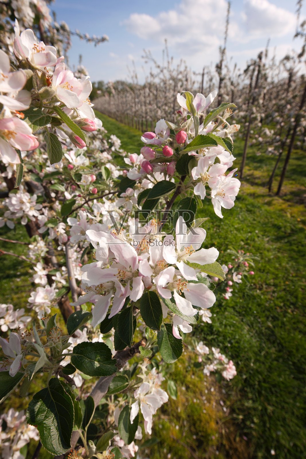 荷兰诺尔多斯特波尔德果园中的苹果花照片摄影图片