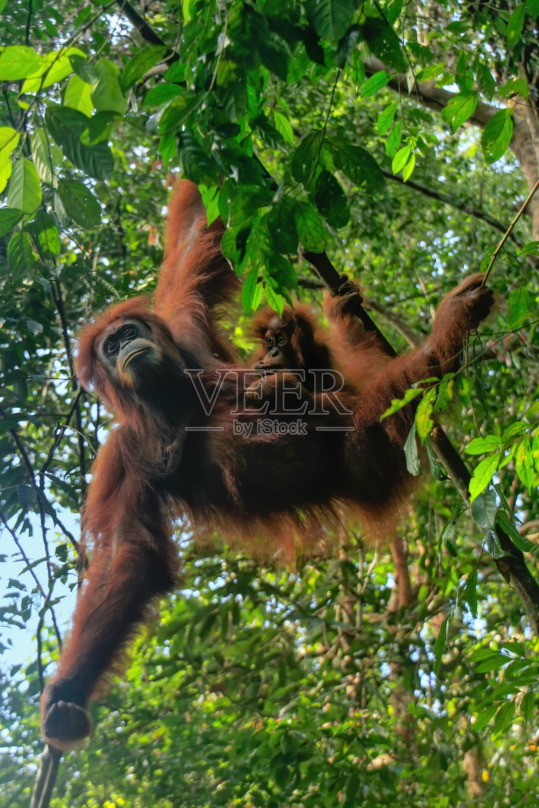 在印度尼西亚苏门答腊的勒乌瑟山国家公园，一只母苏门答腊猩猩和一只悬挂在树上的幼崽。照片摄影图片