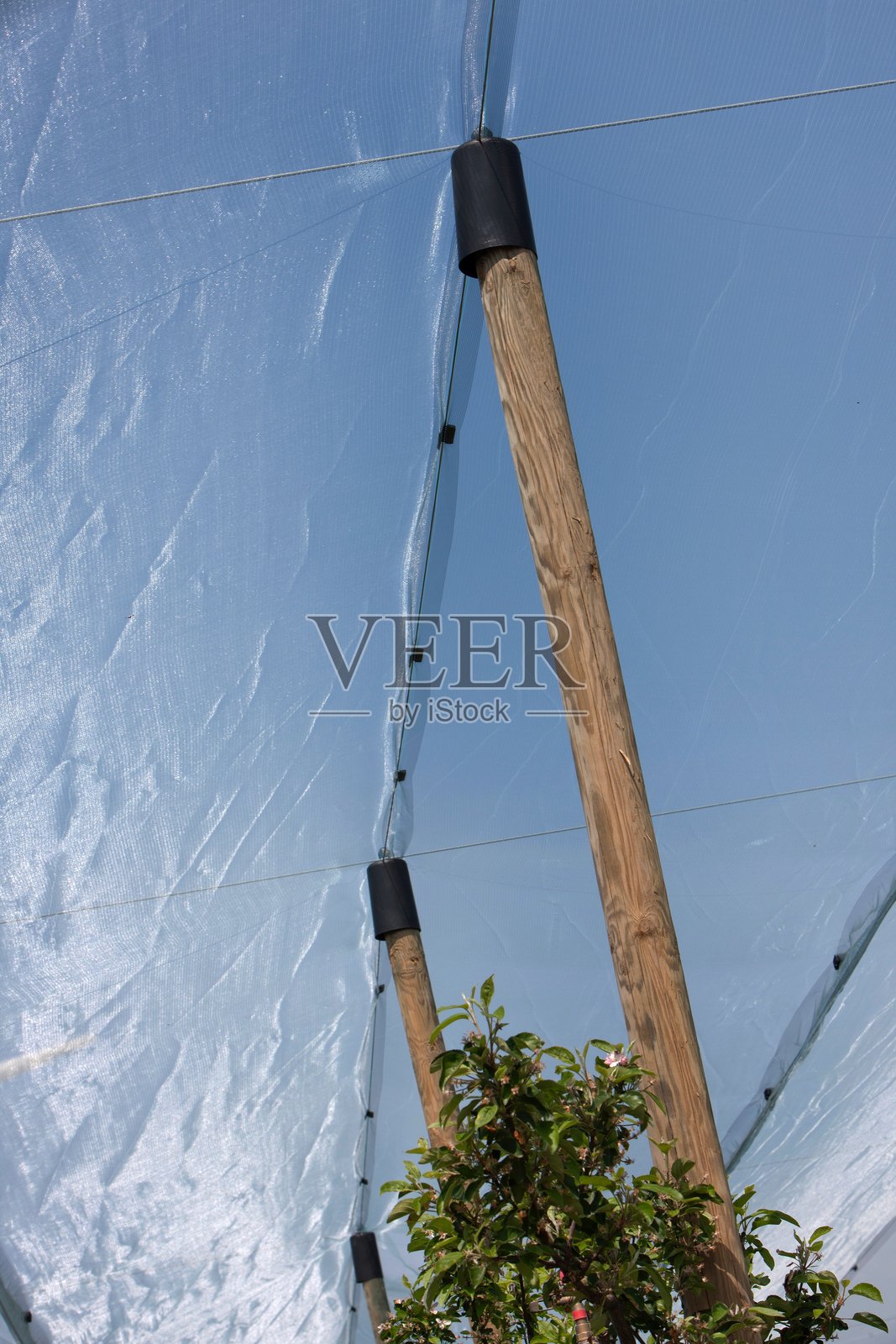 荷兰果园中的防雹网照片摄影图片