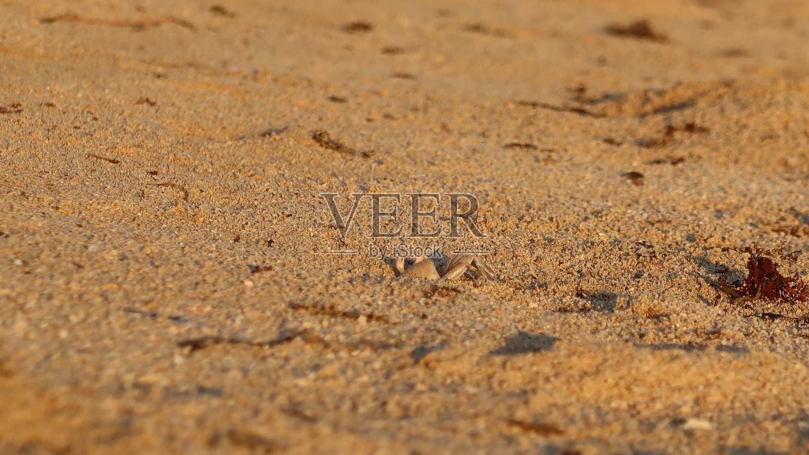 在埃及红海的Qulaan海滩上，野生鬼蟹藏匿在海岸边。照片摄影图片