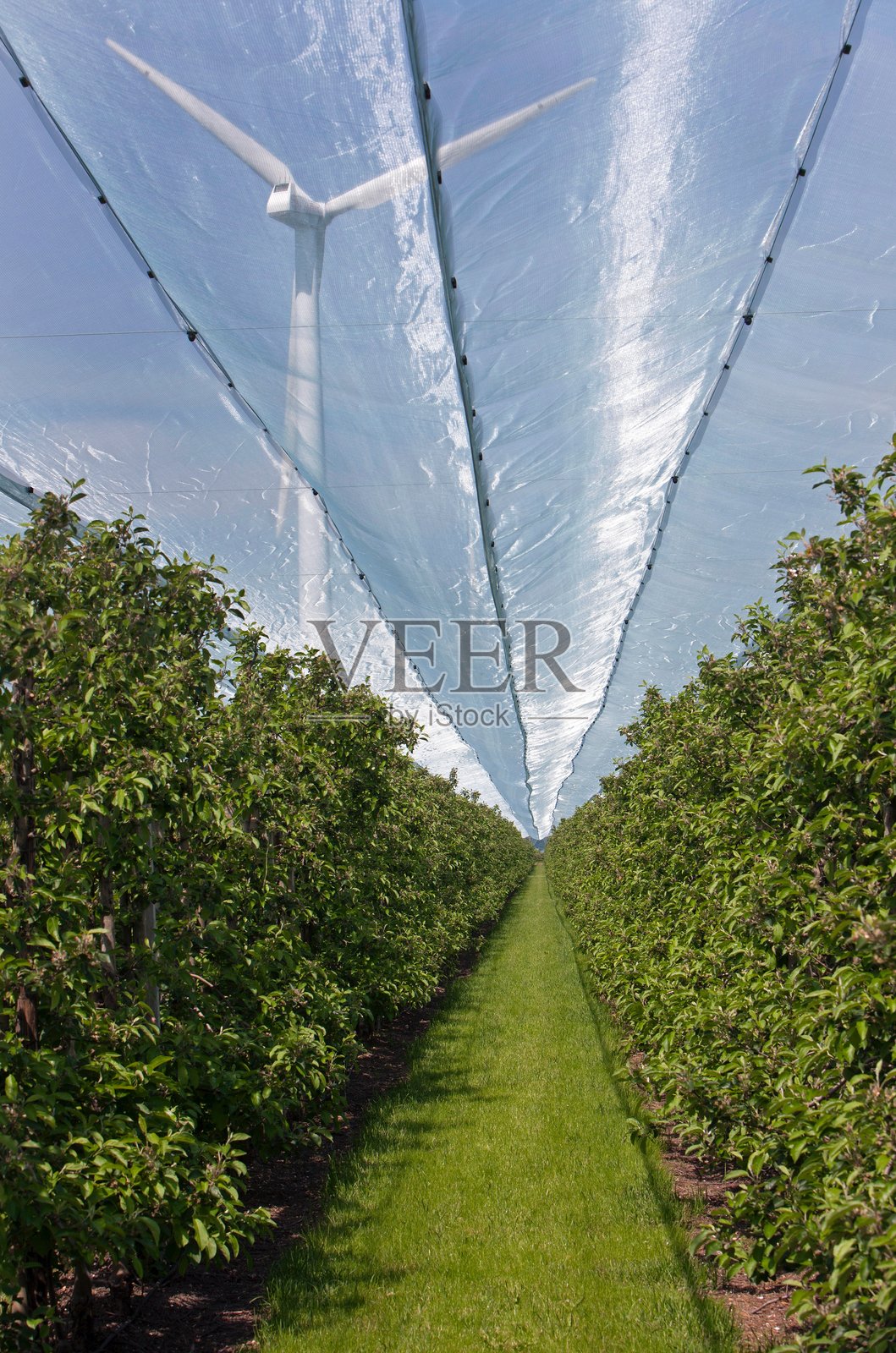 荷兰果园中的冰雹网和风力涡轮机照片摄影图片