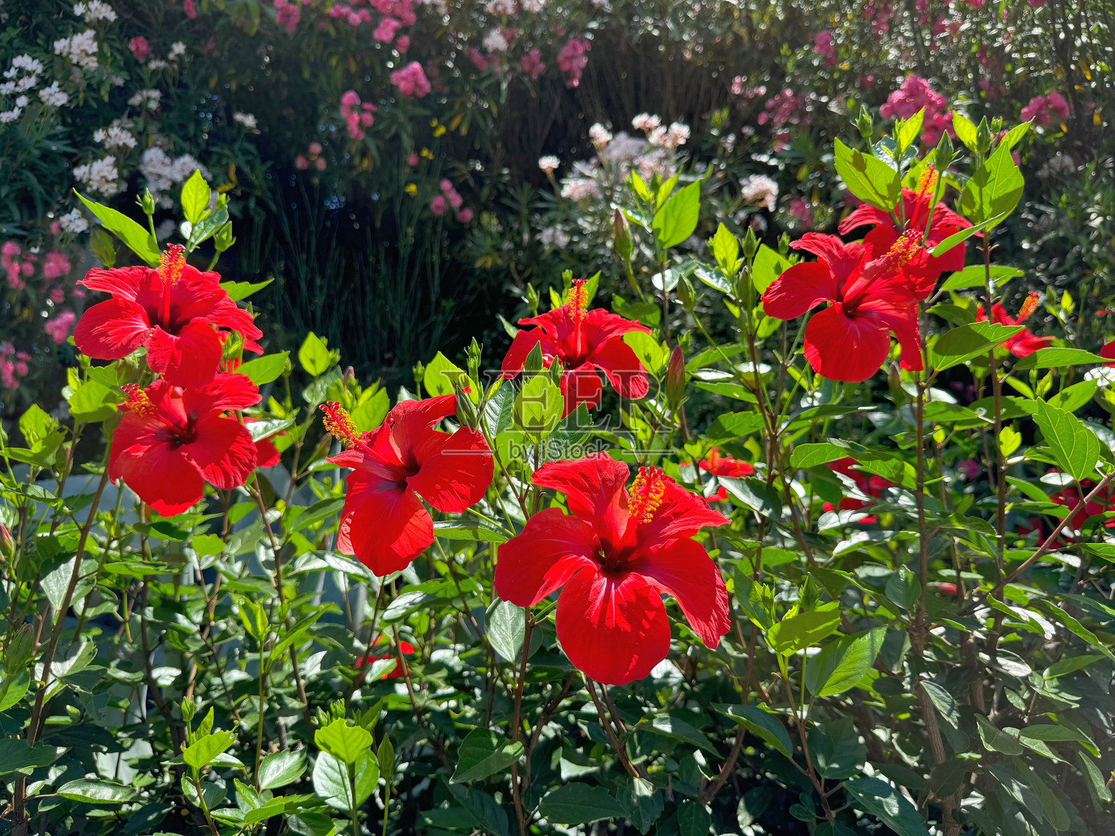地中海花园中的红色木槿花。照片摄影图片