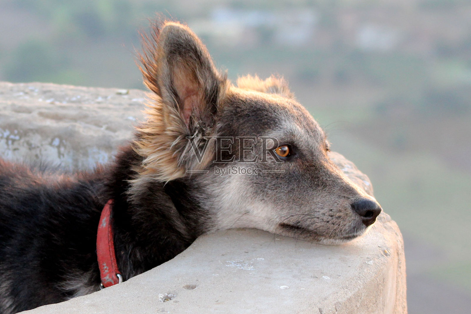 狗照片摄影图片