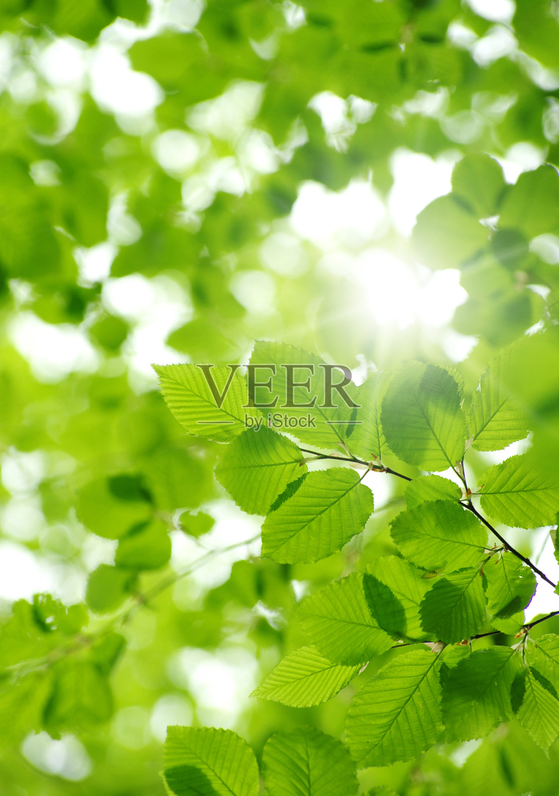 绿色的叶子照片摄影图片