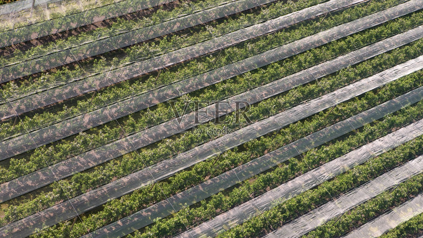 荷兰果园中的防雹网航拍照片。照片摄影图片
