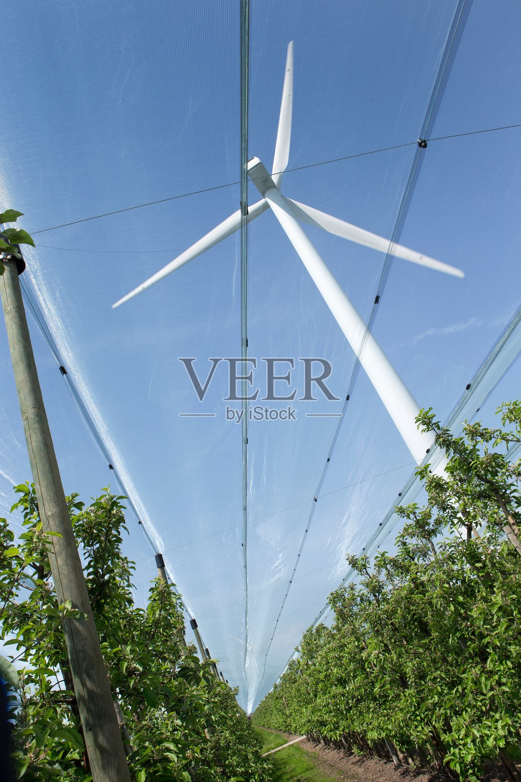 荷兰果园中的防雹网。防雹保护。照片摄影图片