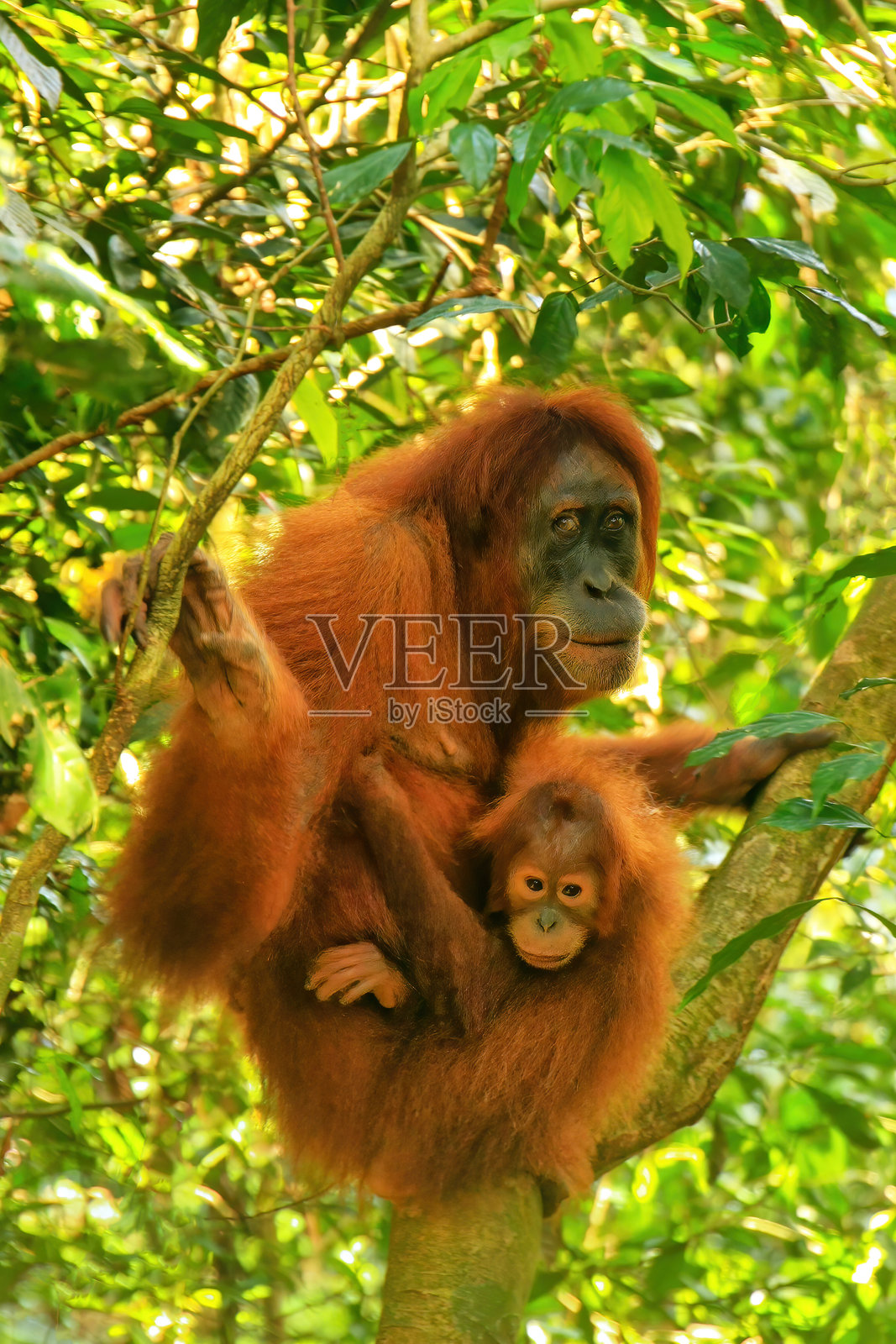 在印度尼西亚苏门答腊的古农勒乌塞国家公园，一只雌性苏门答腊猩猩和她的宝宝坐在树上。照片摄影图片