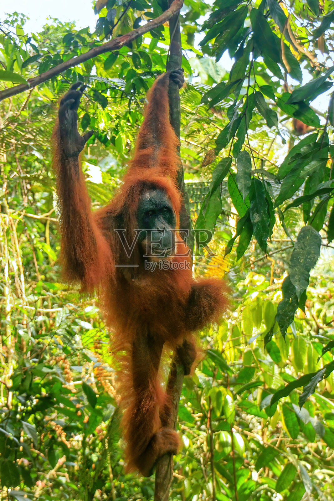 悬挂在树上的雌性苏门答腊猩猩，位于印度尼西亚苏门答腊的勒乌塞尔山国家公园照片摄影图片
