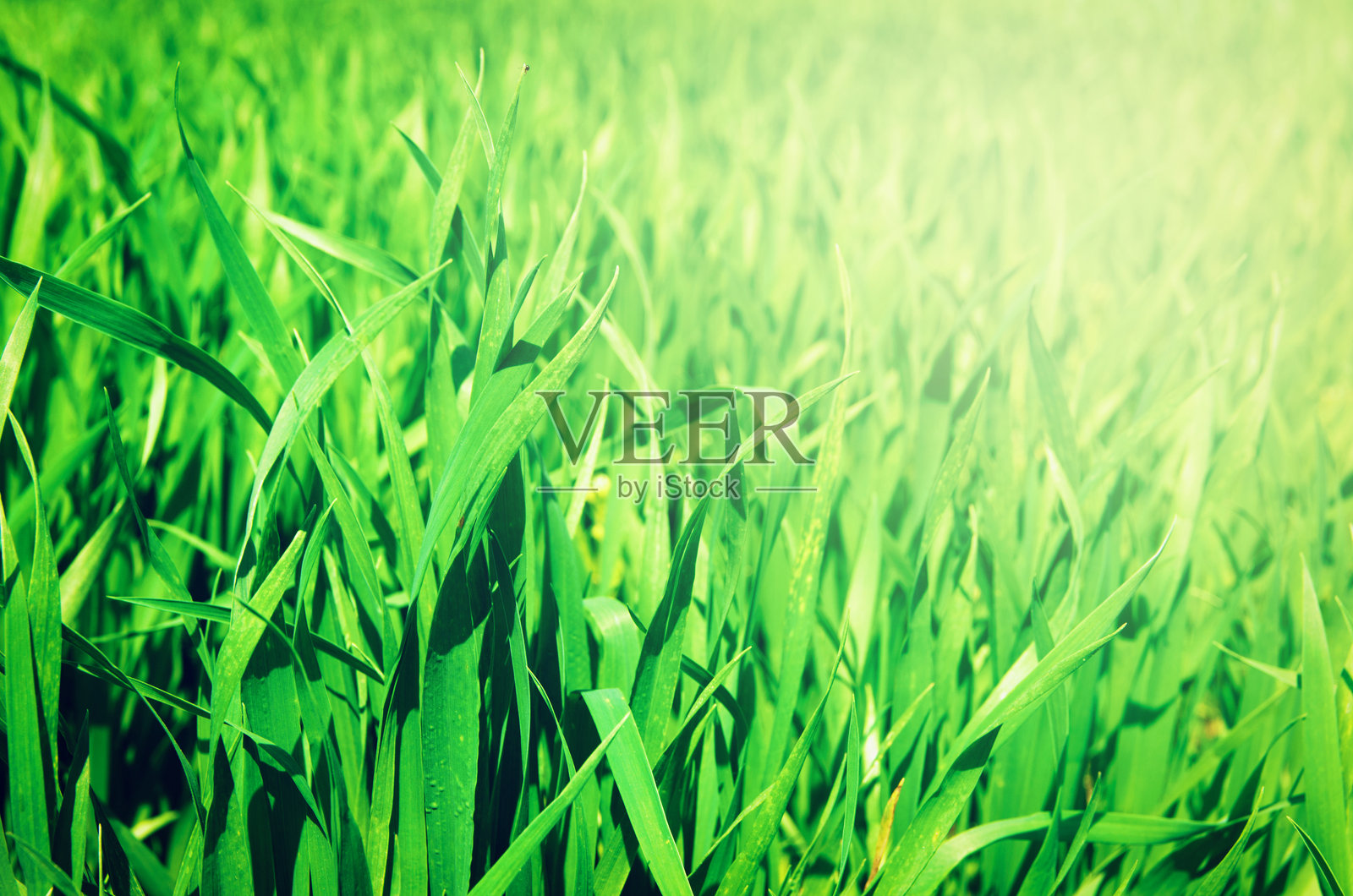 绿色草坪照片摄影图片