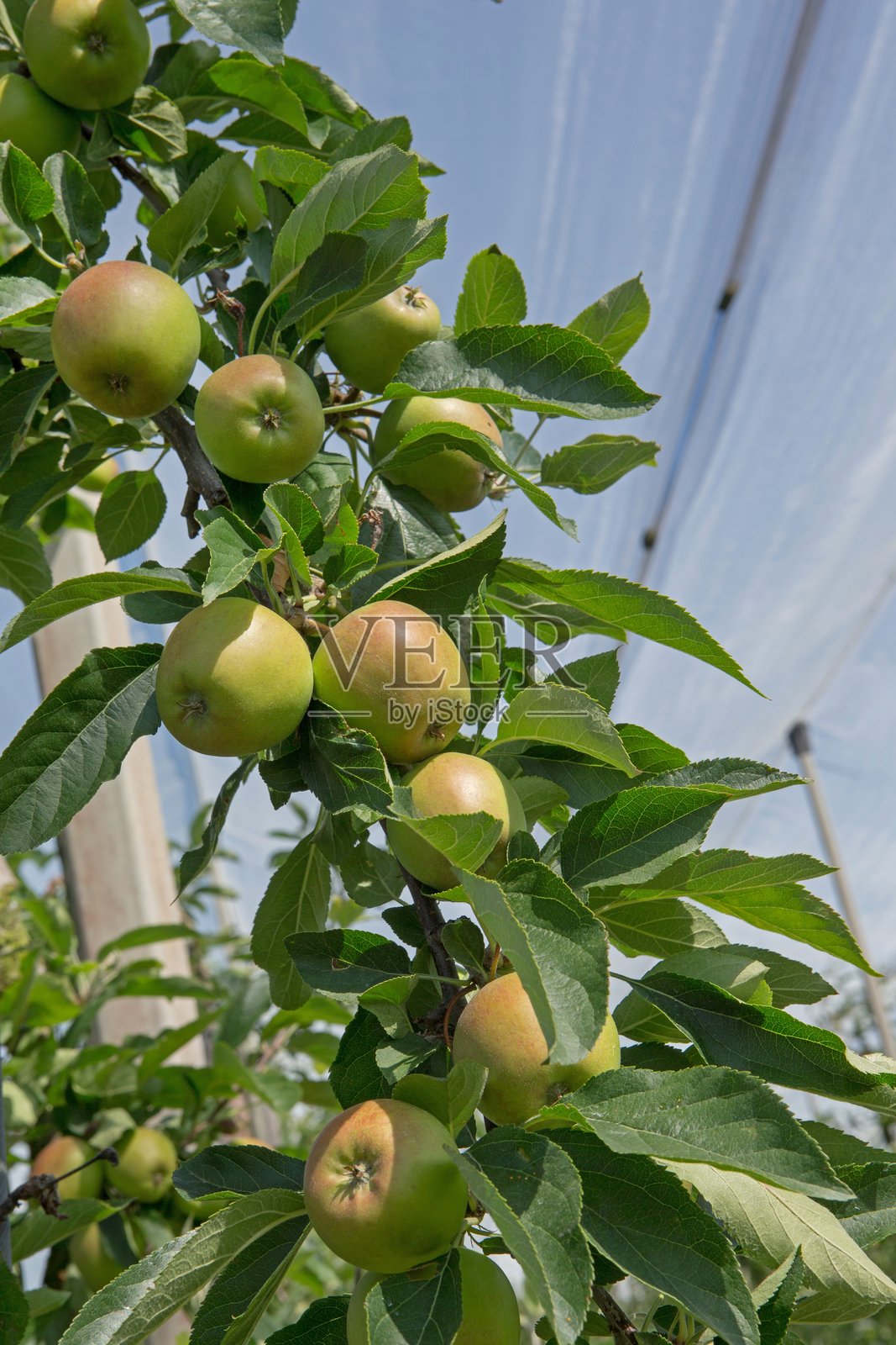 荷兰果园中的防雹网照片摄影图片