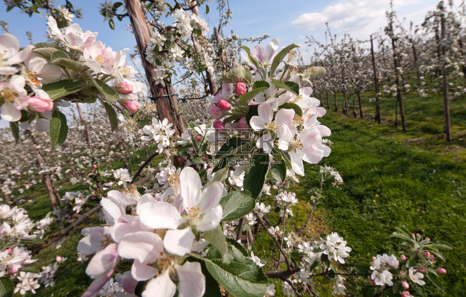 荷兰诺尔多斯特波尔德果园中的苹果花照片摄影图片