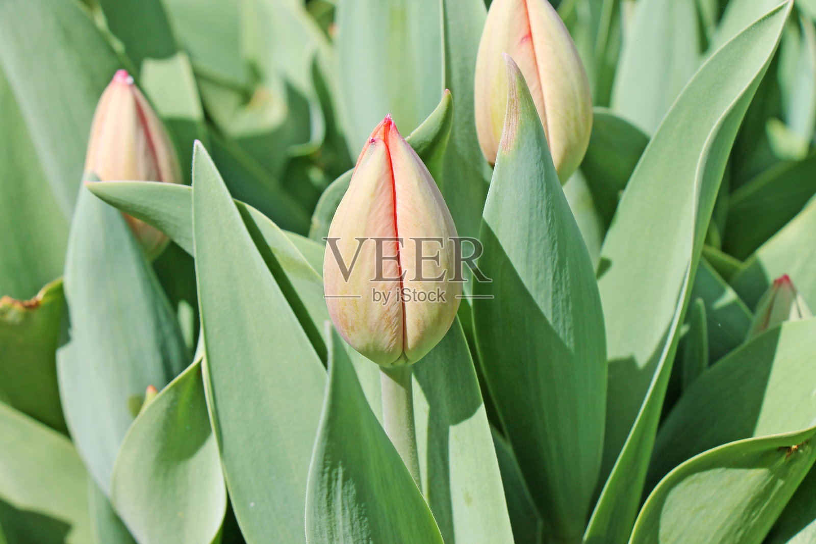 花田中未绽放的郁金香特写。照片摄影图片