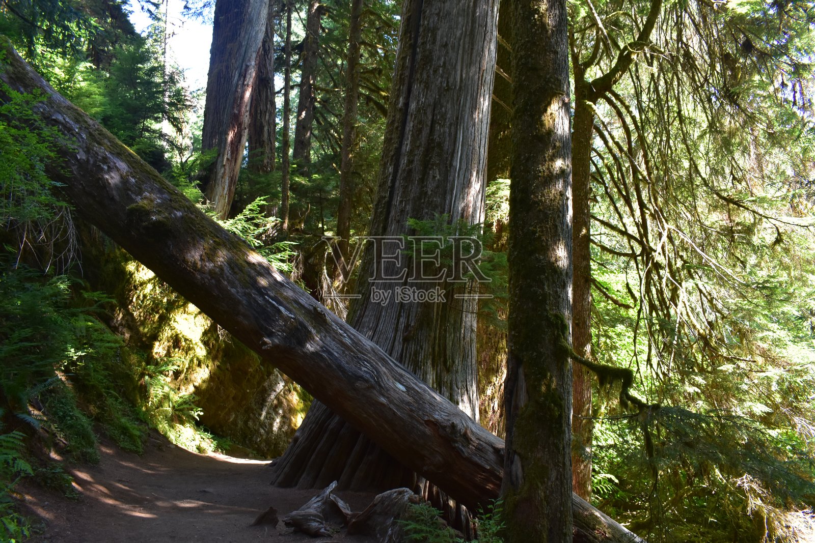 华盛顿州雷尼尔山国家公园照片摄影图片