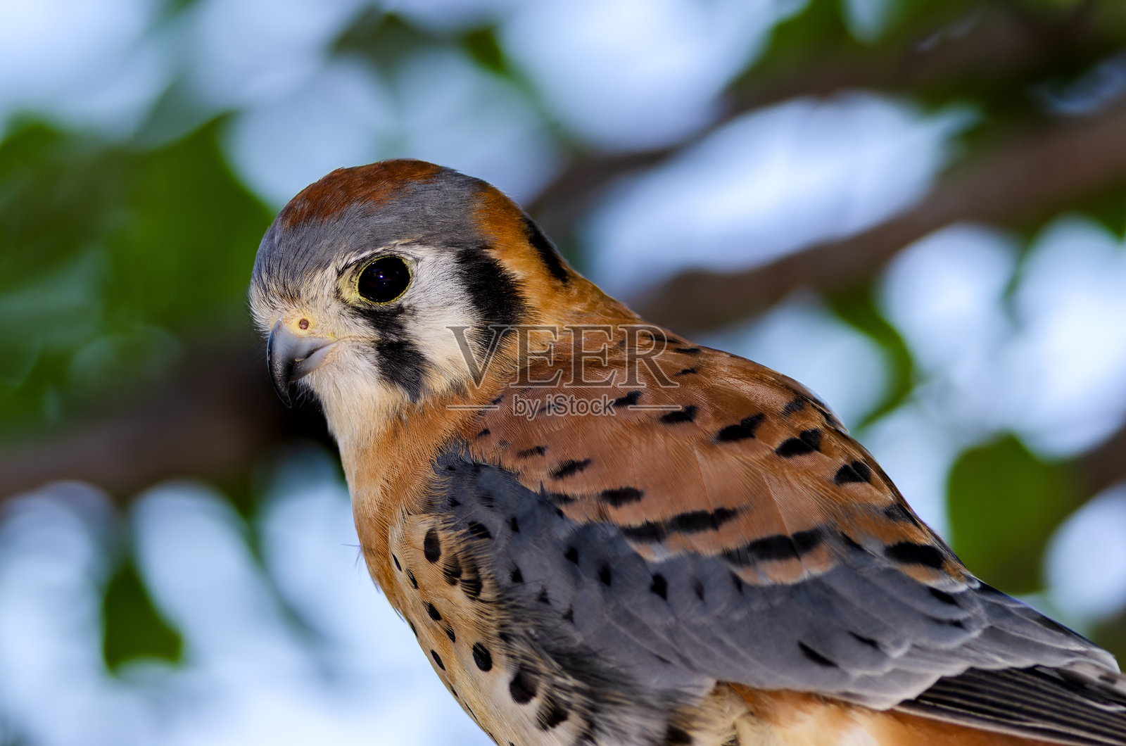 美洲草鸮特写照片摄影图片