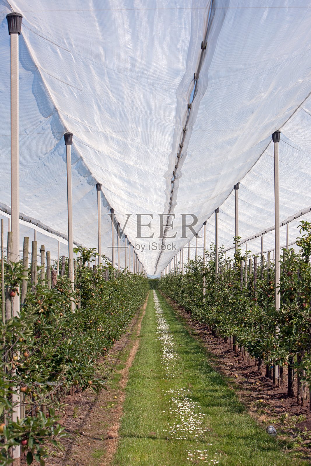 荷兰果园中的防雹网照片摄影图片