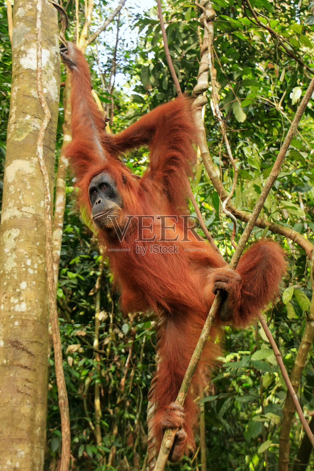 悬挂在树上的雌性苏门答腊猩猩，位于印度尼西亚苏门答腊的勒乌塞尔山国家公园照片摄影图片