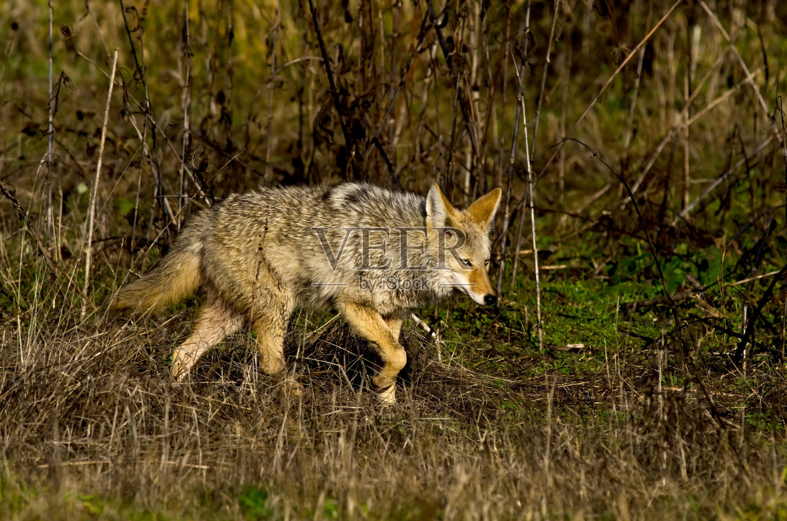 移动中的土狼照片摄影图片