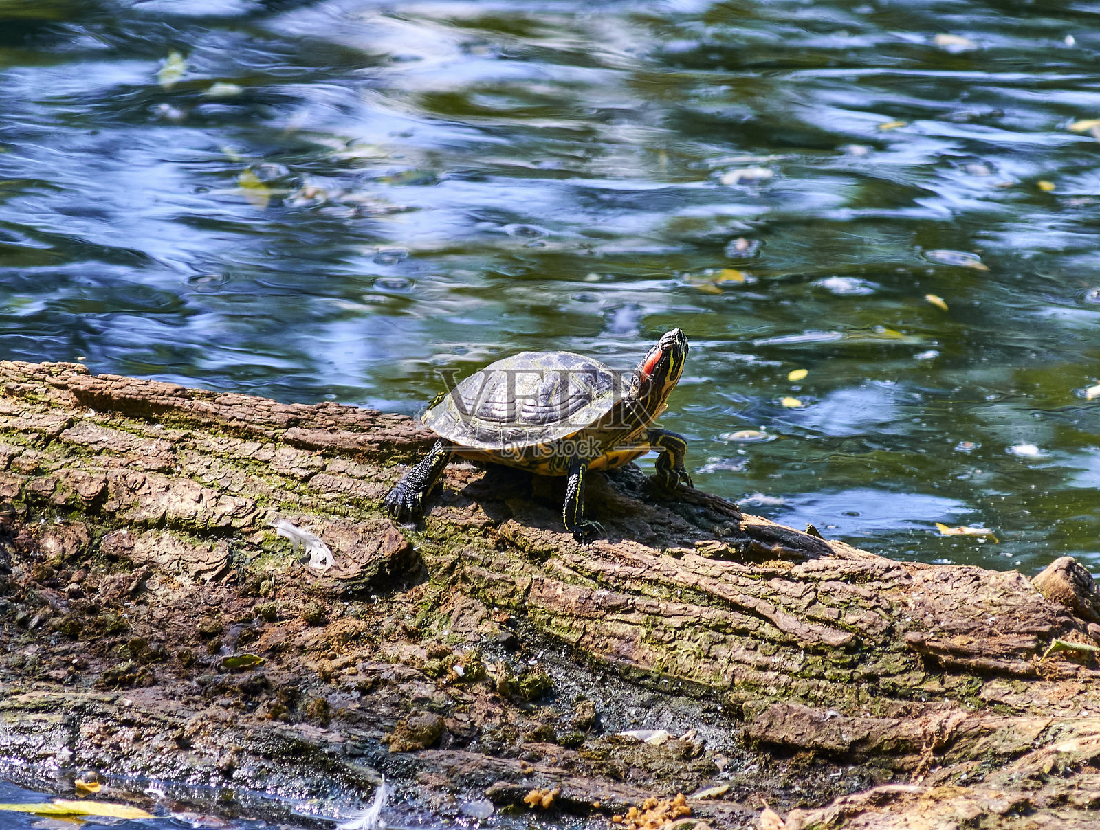 红耳龟在阳光下晒太阳，全身肖像，特写。照片摄影图片