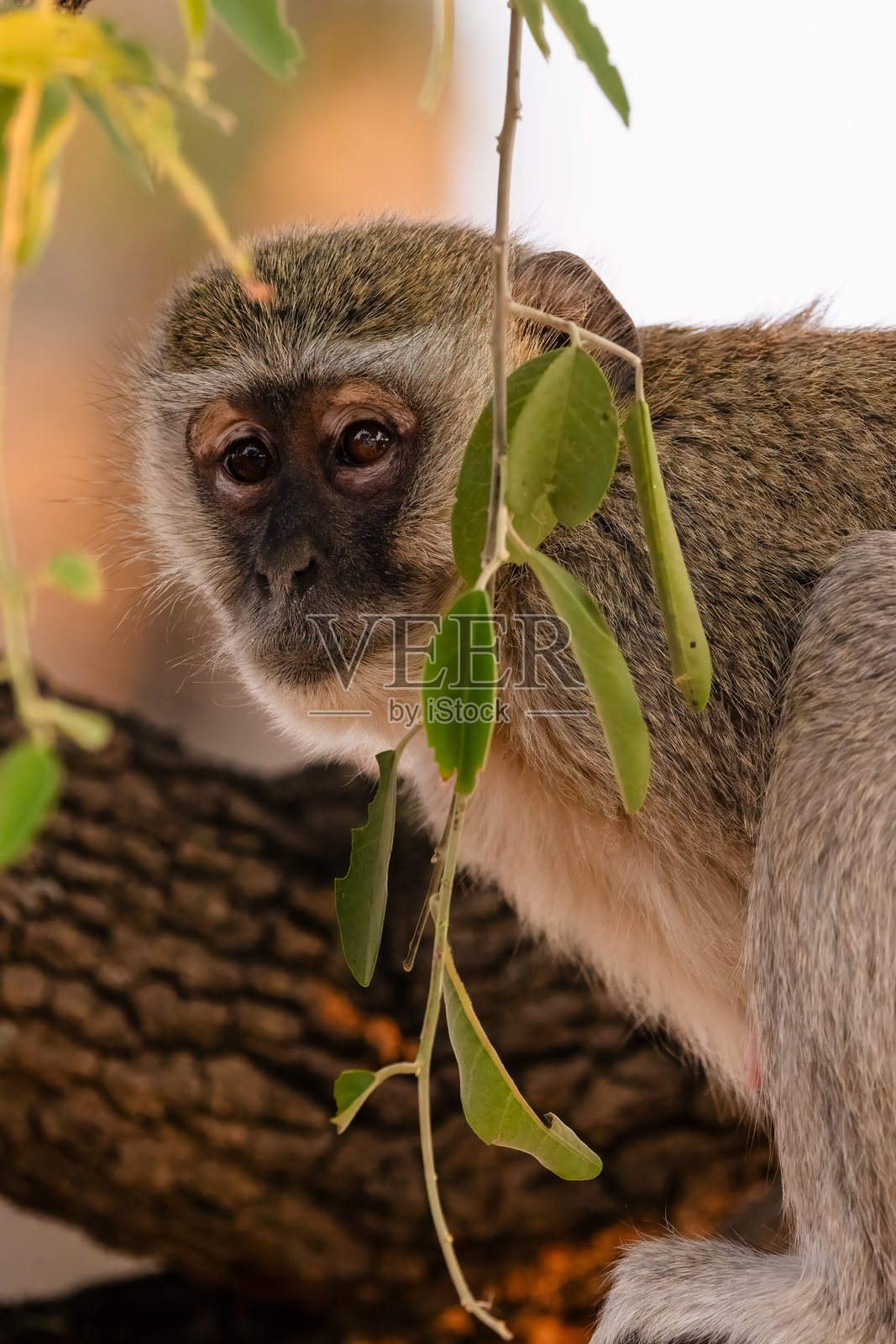树上的维尔维特猴照片摄影图片