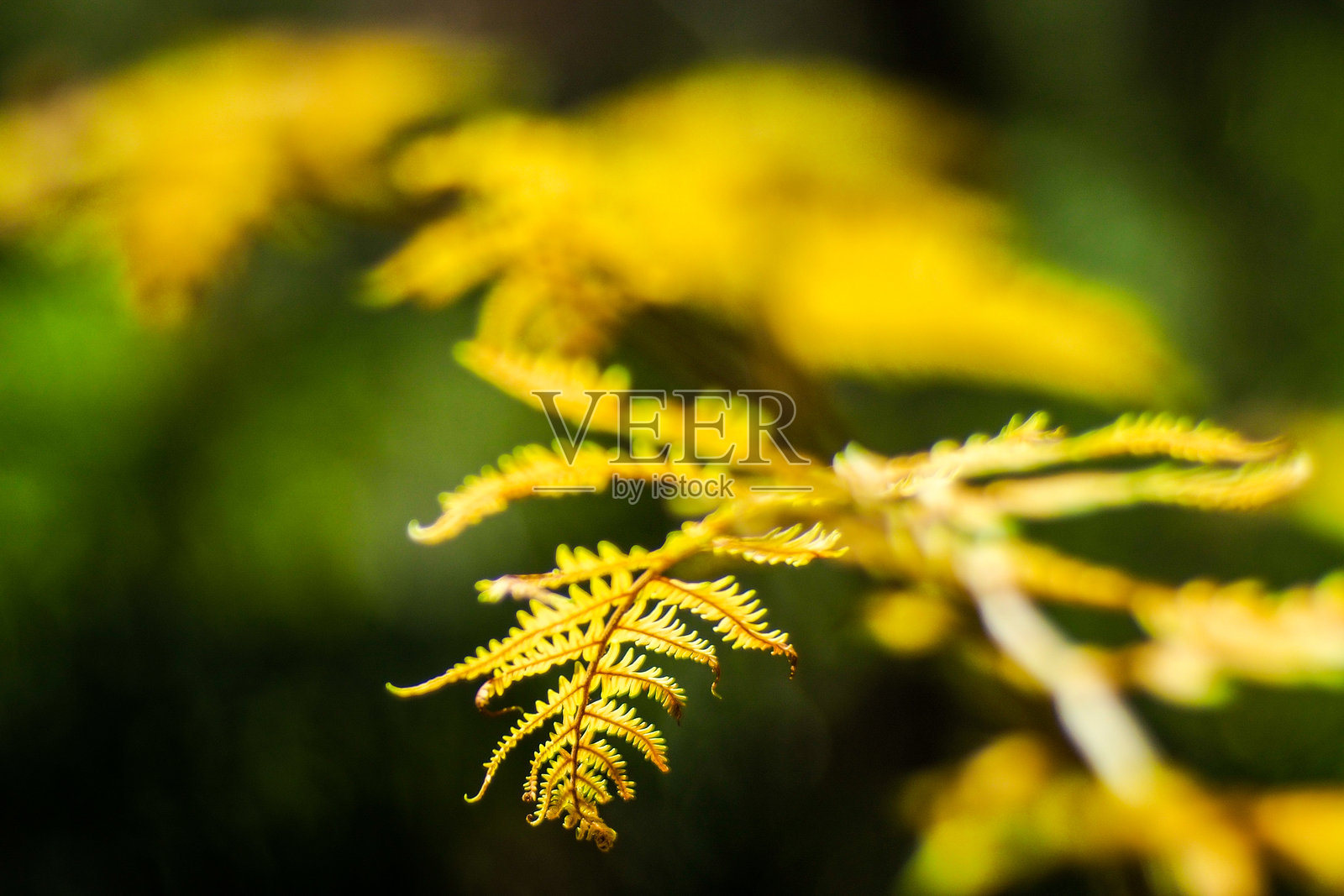 加斯科涅的朗德森林照片摄影图片