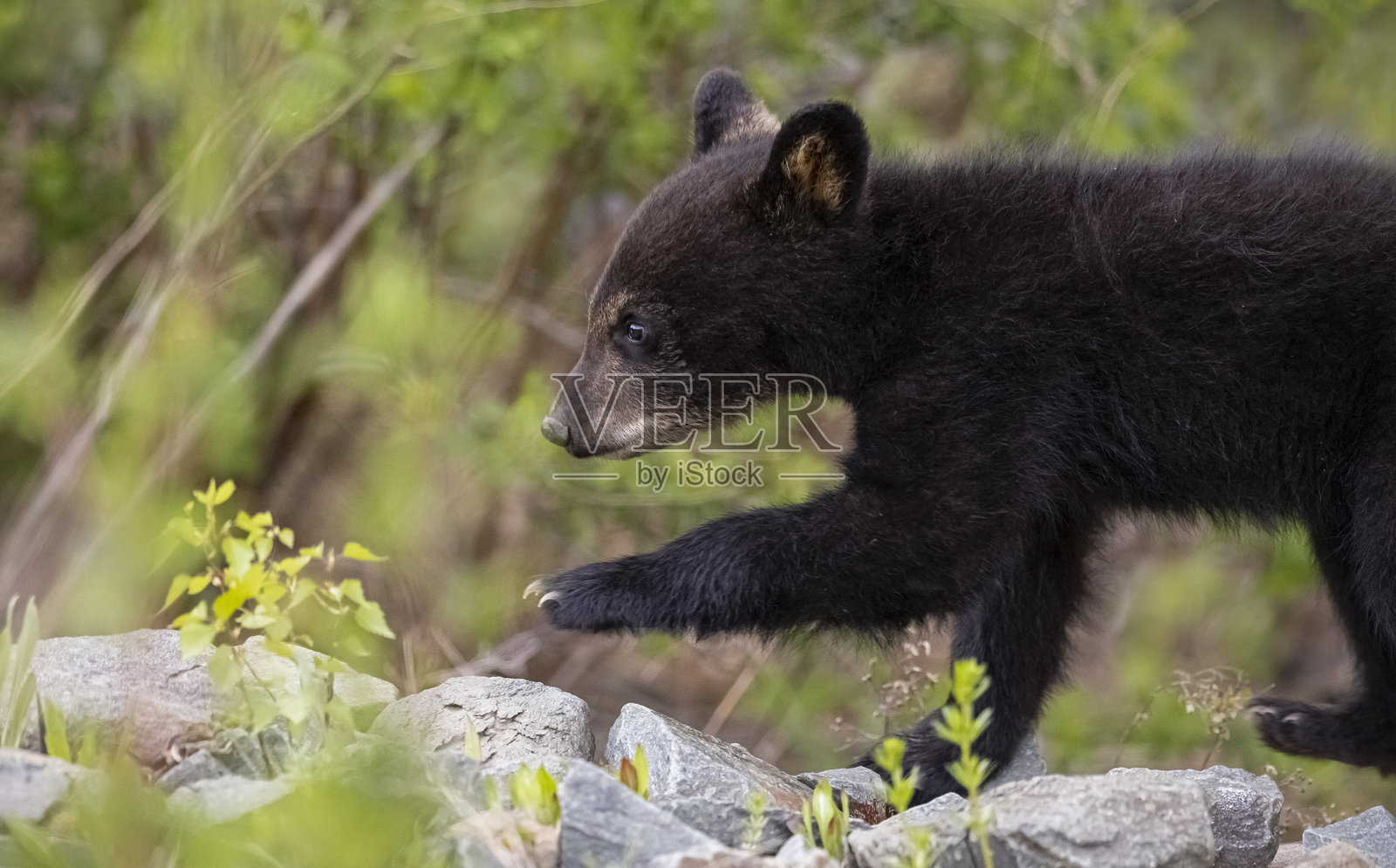黑熊幼崽照片摄影图片