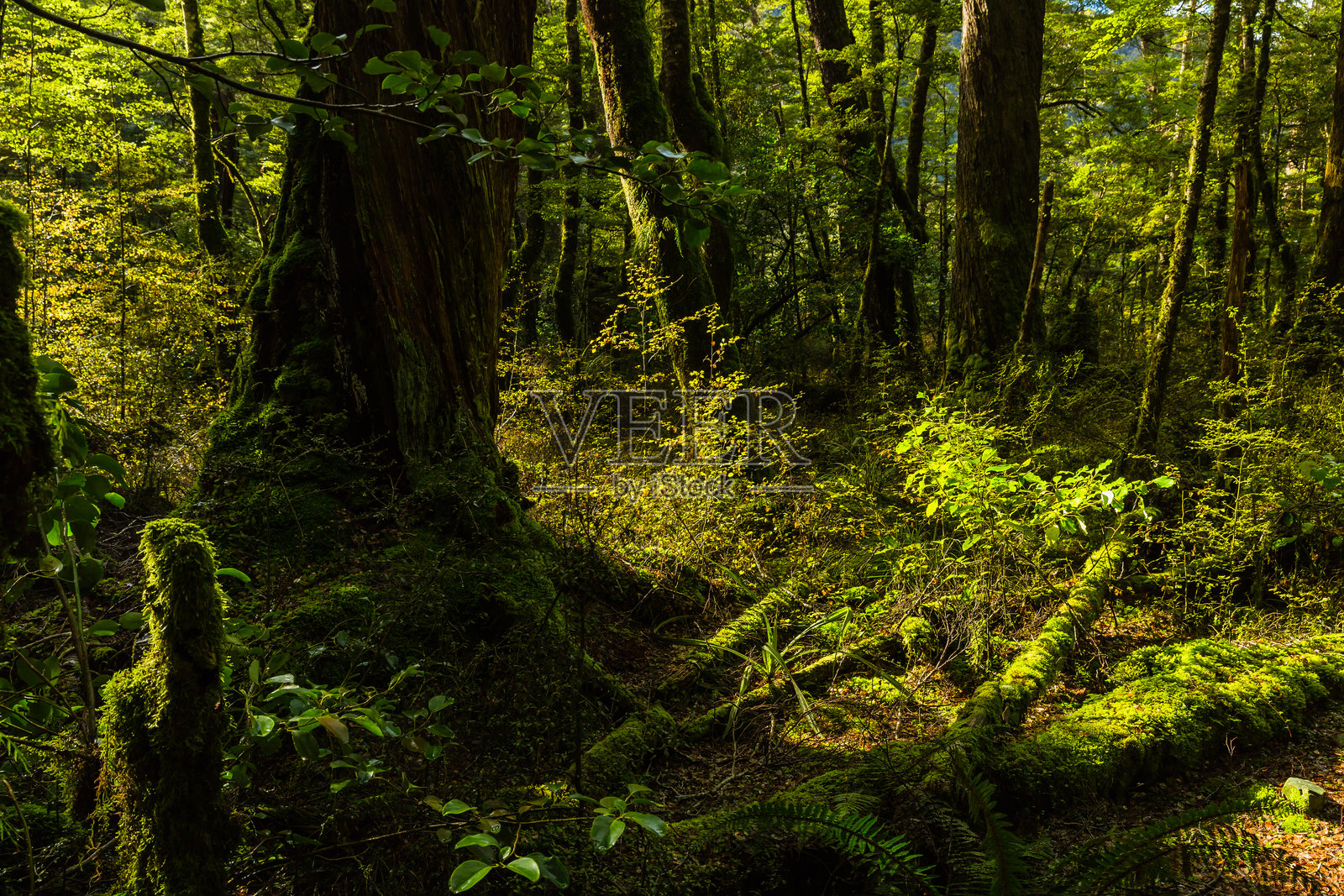 新西兰菲ordland国家公园的森林照片摄影图片
