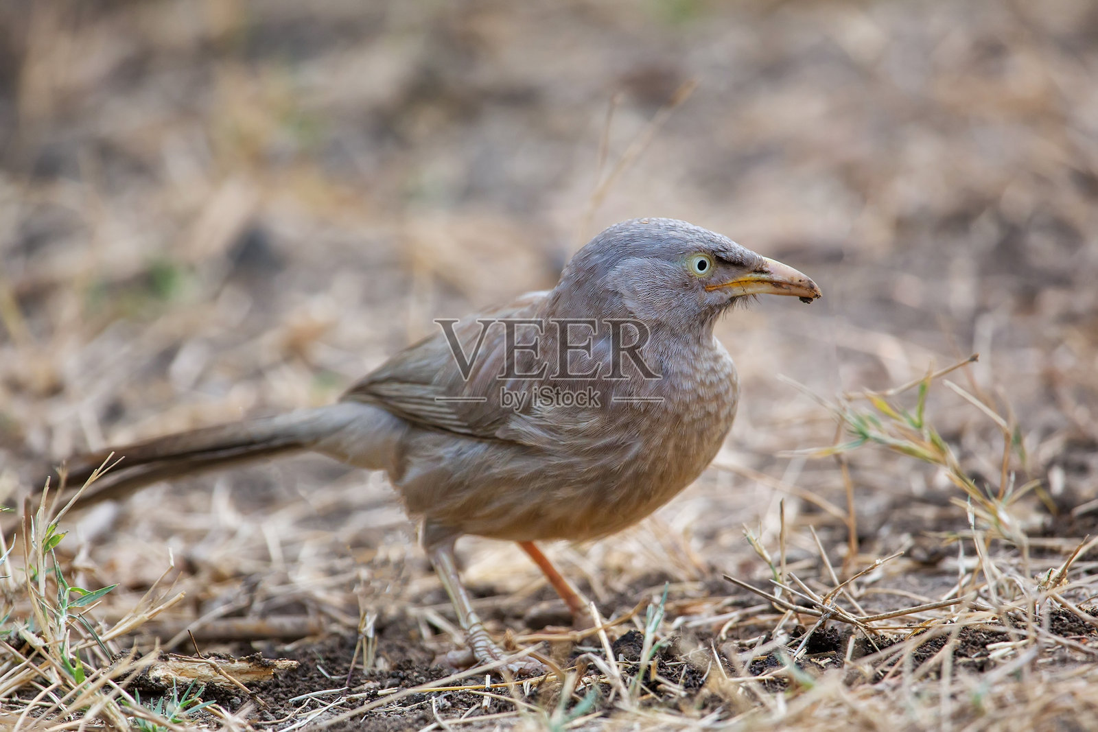 条纹丛林鹎（Turdoides striata）在印度巴拉特布尔的凯奥拉德沃国家公园的地面上栖息照片摄影图片