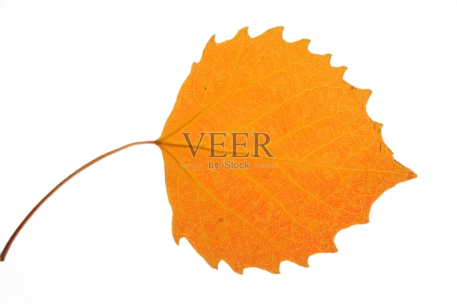 秋天的树叶孤立在白色背景上照片摄影图片