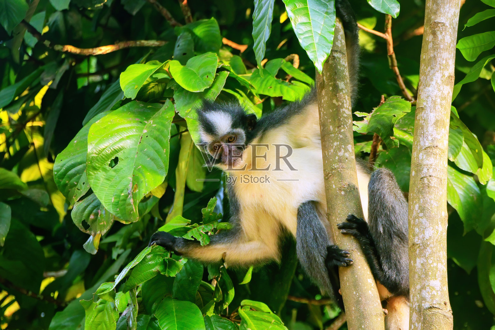 托马斯叶猴（Presbytis thomasi）坐在印度尼西亚苏门答腊布基特拉旺的古农勒乌塞国家公园的一棵树上照片摄影图片