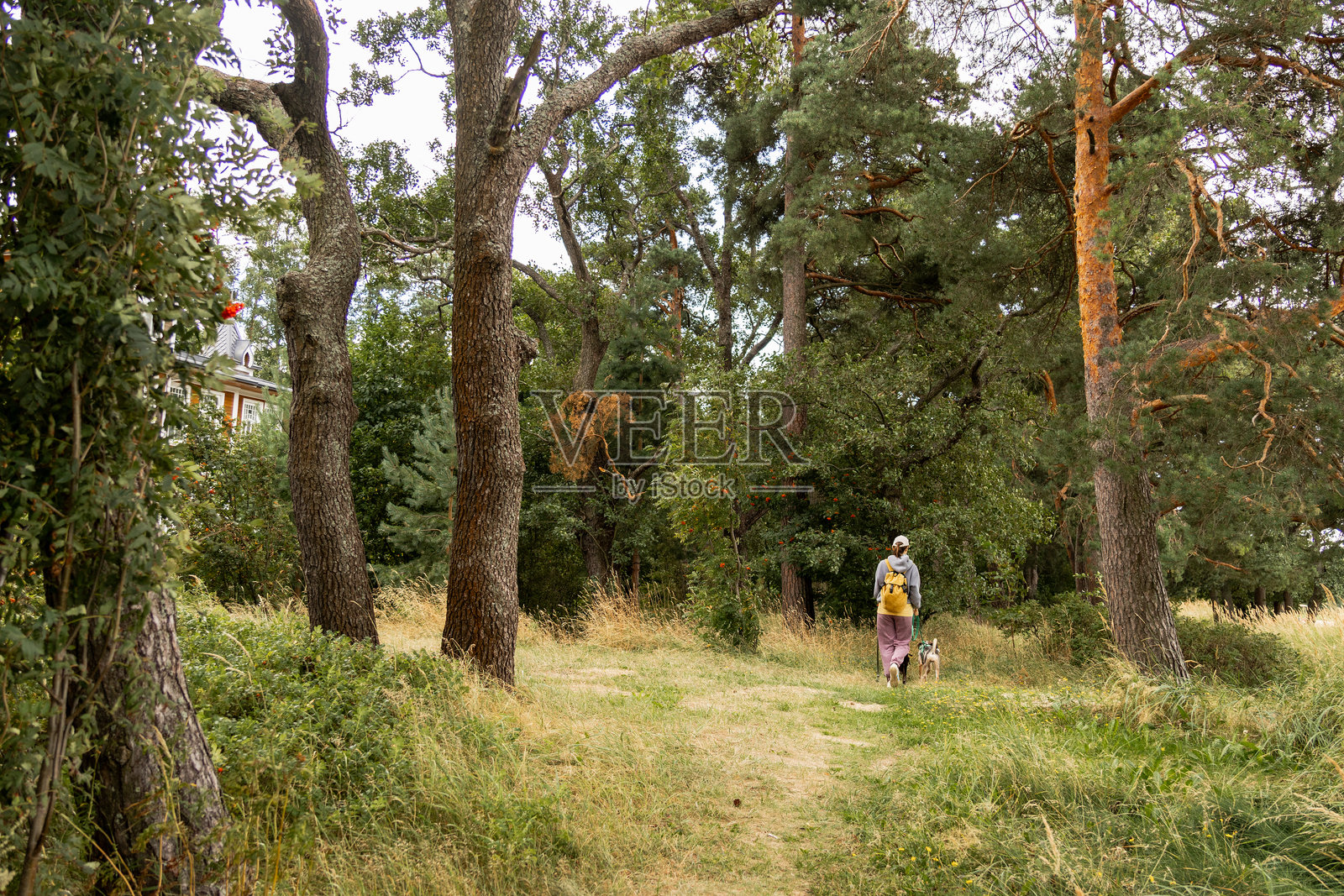 一个人在森林小径上遛两只狗。宠物训练与训练师，专业的遛狗员。照片摄影图片