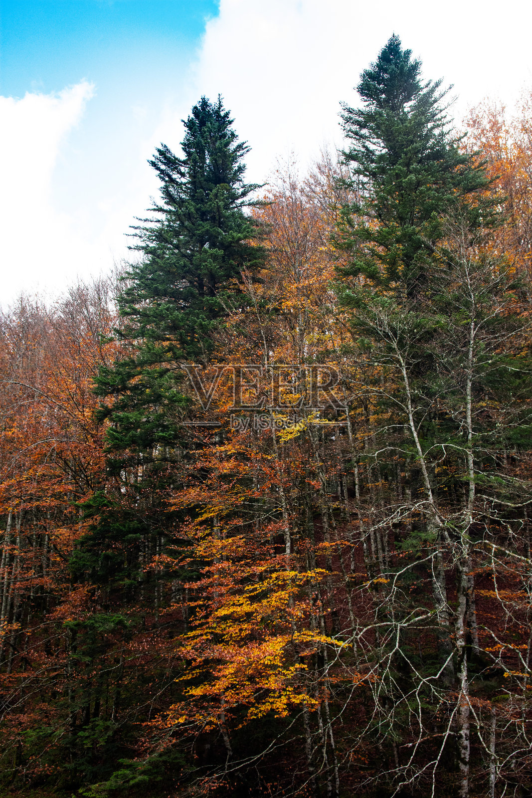 金色秋天：伊拉蒂的色彩魔法照片摄影图片
