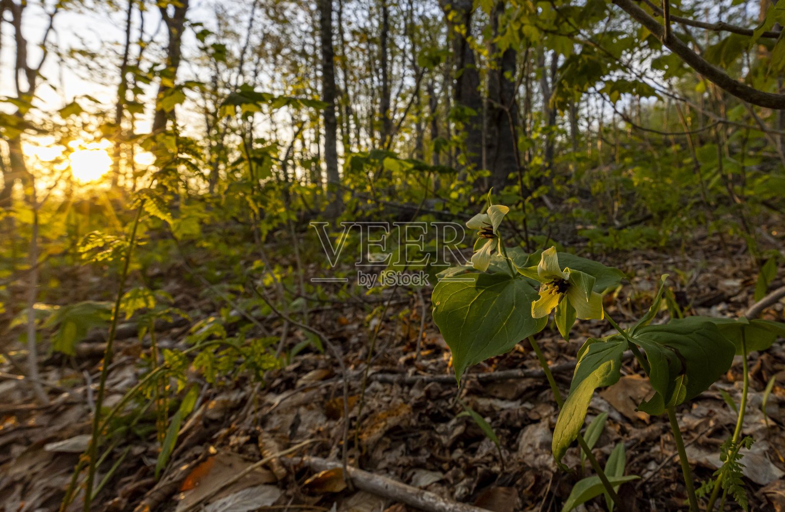 红色三叶草照片摄影图片