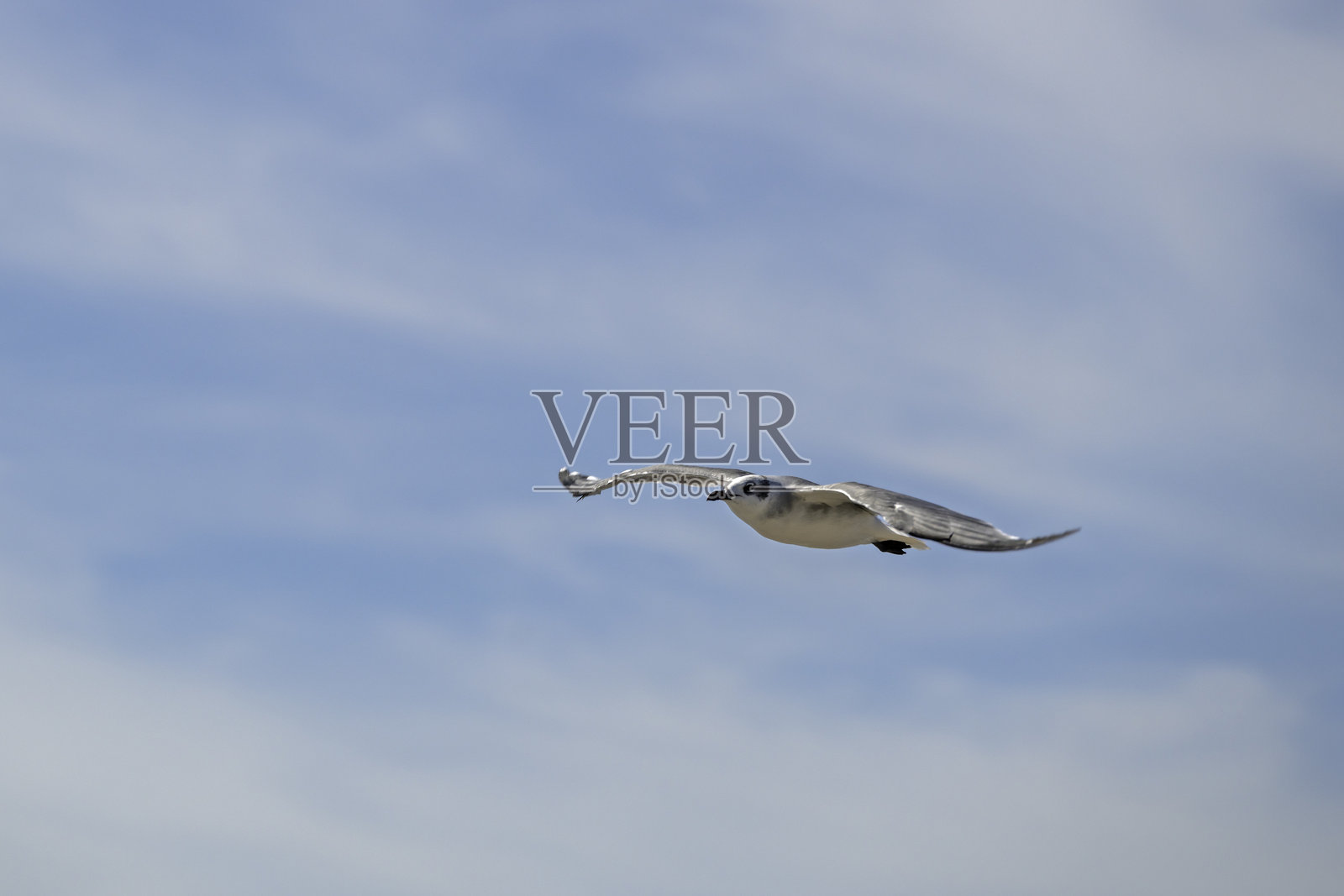 笑鸥照片摄影图片